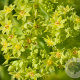 Alchemilla vulgaris GM P9 BIO