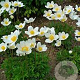 Anemone sylvestris GM P9 BIO