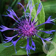 Centaurea montana GM P9 BIO