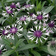 Centaurea montana 'Ameth. in Snow' GM P9 BIO