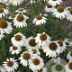 Echinacea p. 'Avalanche' GM P9 BIO