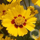 Coreopsis lanceolata 'Sterntaler' GM P9 BIO