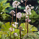 Darmera peltata GM P9 BIO