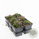 Erodium variabile 'Bishop's Form' GM P9 BIO