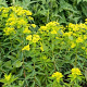 Euphorbia wallichii GM P9 BIO