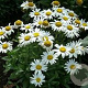 Leucanthemum (S) 'Silberprinzessche GM P9 BIO