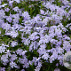 Phlox (S) 'Benita' GM P9 BIO