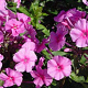 Phlox amplifolia 'Winnetou' GM P9 BIO
