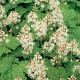 Tiarella cordifolia GM P9 BIO