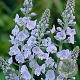 Veronica gentianoides GM P9 BIO
