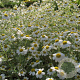 Tanacetum niveum 'Jackpot' GM P9 BIO