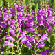 Physostegia v. 'Vivid' GM P9 BIO