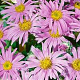 Aster amellus 'Rosa Erfüllung' GM P9 BIO
