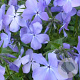 Phlox div. 'Blue Moon' GM P9 BIO