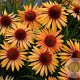 Echinacea p. 'Big Kahuna' GM P9 BIO