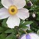 Anemone Wild Swan GM P9 BIO