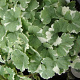 Glechoma hederacea 'Variegata' GM P9 BIO