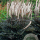 Actaea simp. 'Black Negligee' GM P9 BIO