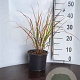 Anemanthele lessoniana GM P9 BIO