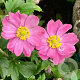 Anemone hyb. Fantasy Pocahontas GM P9 BIO