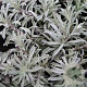Antennaria dioica borealis GM P9 BIO