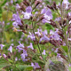 Calamintha n. 'Lila Riese' GM P9 BIO