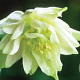 Aquilegia 'Green Apples' GM P9 BIO