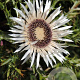 Carlina acaulis simplex GM P9 BIO
