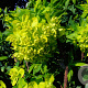 Euphorbia pal. 'Walenburg's Glorie' GM P9 BIO