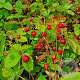 Fragaria vesca vesca GM P9 BIO
