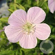 Geranium macul. 'Chatto' GM P9 BIO