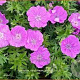 Geranium sang. 'Elsbeth' GM P9 BIO
