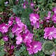 Sidalcea 'Partygirl' GM P9 BIO