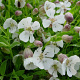 Silene uniflora GM P9 BIO