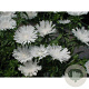 Stokesia laevis 'Alba' GM P9 BIO