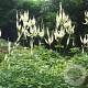 Actaea simp. 'Prichard's Giant' GM P9 BIO