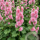 Alcea rosea 'Charters Double Pink' GM P9 BIO