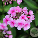 Phlox (P) Sweet Summer Festival GM P9 BIO