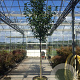 Prunus l. 'Novita' 12-14 HO 50L