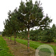 Pinus nigra 'Austriaca' 200-250 cm cont. 230L
