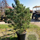 Pinus sylv. 'Watereri' 100-125 cm cont. 80L
