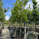 Malus 'Red Sentinel' 12-14 HO 50L
