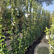 Trachelospermum jasminoides 180 cm 5,0L