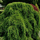 Tsuga canadensis 'Pendula' 175-200 cm 20L