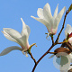 Magnolia sal. 'Louisa Fête' 10-12 cm cont. 55L