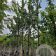 Prunus d. 'President' 12-14 HO 35L