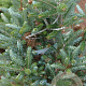 Abies k. 'Frosty' 50-60 cm draadkluit extra