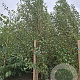 Populus simonii 'Fastigiata' 14-16 HO wortelgoed geveerd 3 X verplant