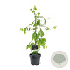 Ginkgo biloba 50-60 cm 3,0L