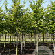Parrotia persica 14-16 HO draadkluit